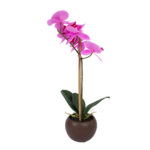Violetinė orchidėja su 1 šaka SODE, H46cm, juodas vazonas