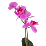 Violetinė orchidėja su 1 šaka SODE, H46cm, juodas vazonas - Image 2