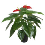 Žalias augalas ANTHURIUM H45cm - Image 2