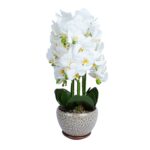 Orchidėja sode H72cm pilkas vazonas