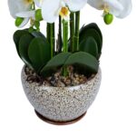 Orchidėja sode H72cm pilkas vazonas - Image 2