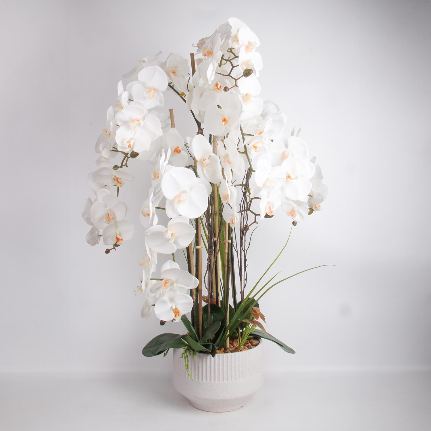 85814 Orchidėja GARDEN QUEEN H102cm, balta - Image 1