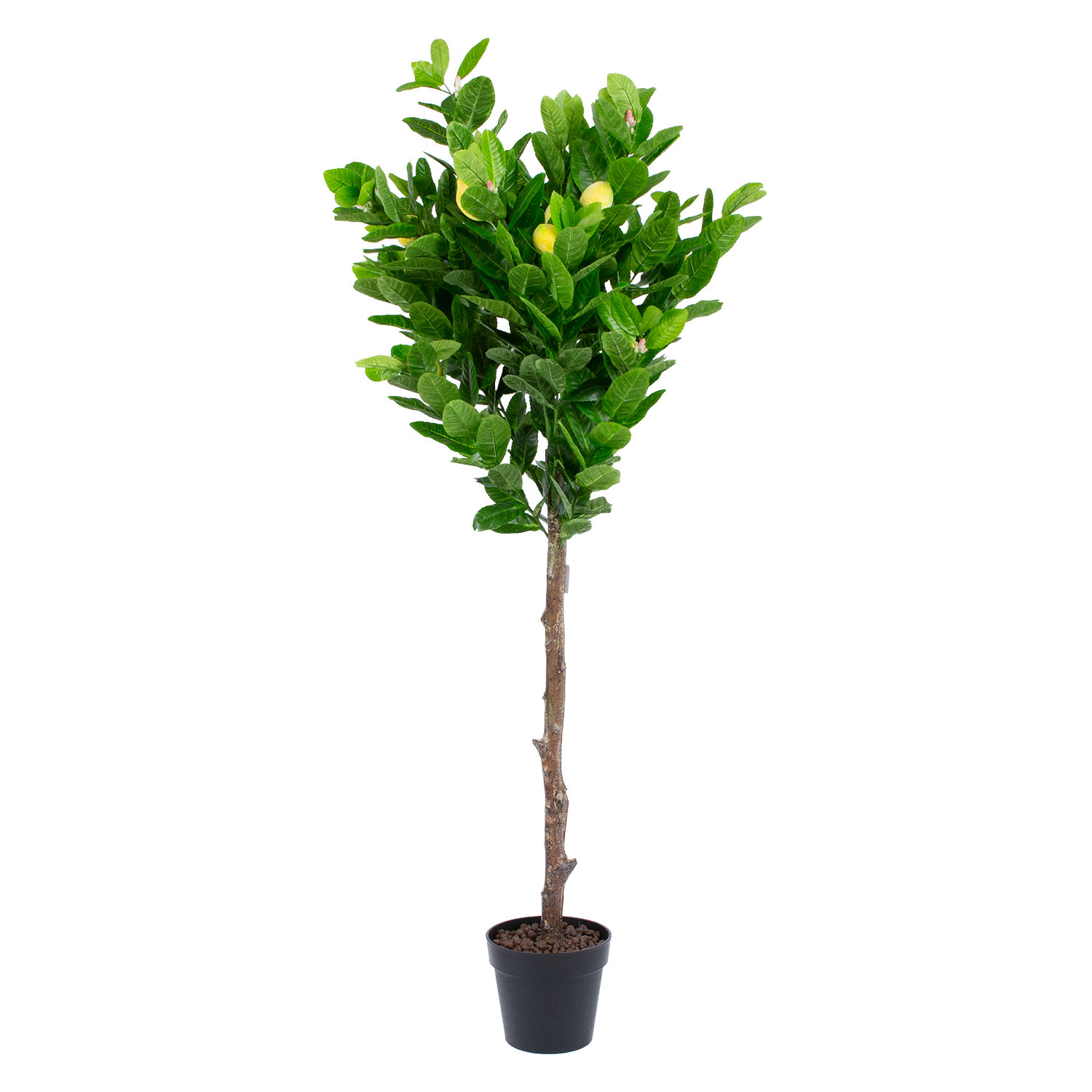 87443 Žalias augalas LEMON H145cm - Image 1