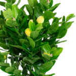 Žalias augalas LEMON H145cm - Image 2