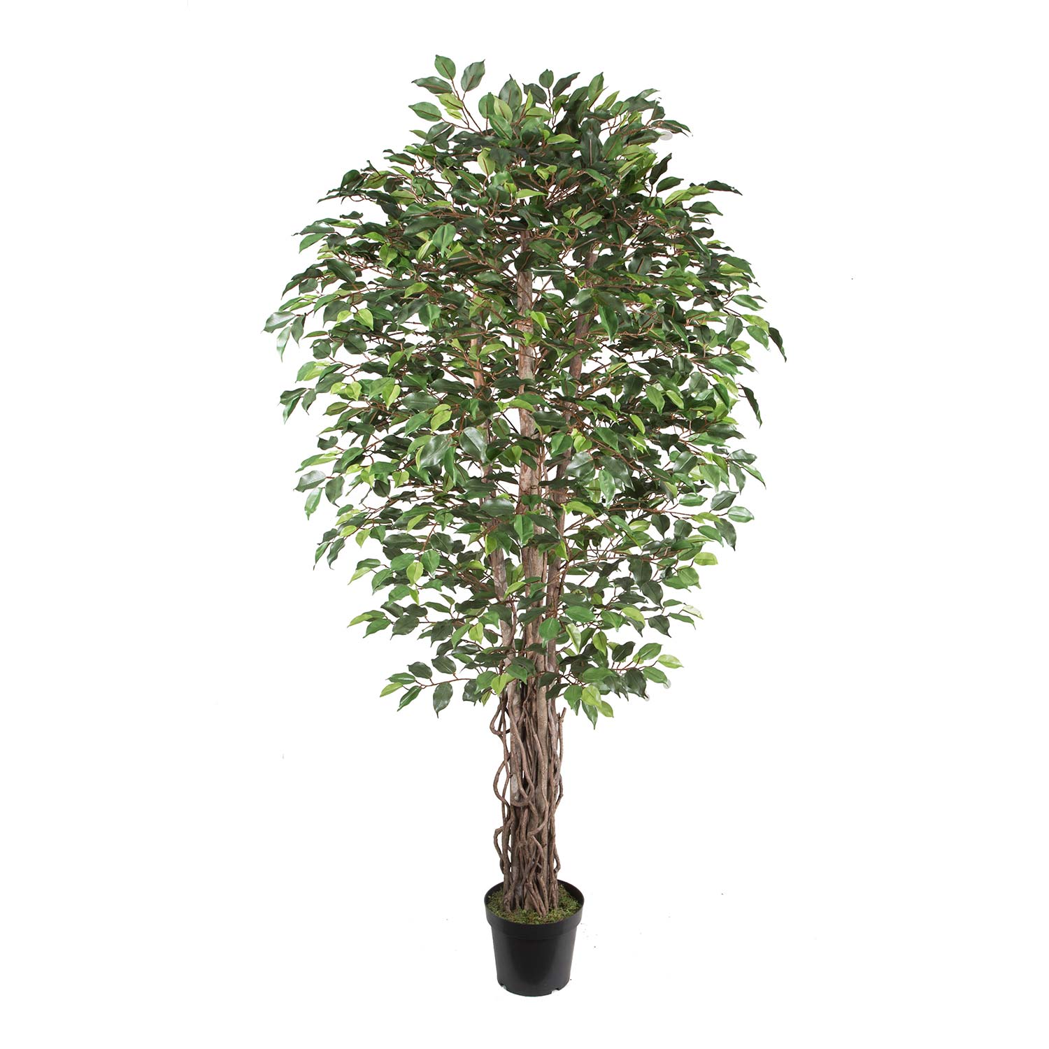 87830 Dirbtinis medis WIND FICUS H210cm - Image 1