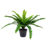 Žalias augalas BOSTON FERN H60cm