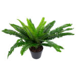Žalias augalas BOSTON FERN H60cm - Image 2