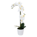 Orchidėja "WIND IN GARDEN" H51cm, balta