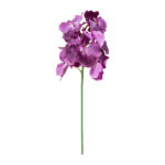 Orchidėja ŽIEDAS H60cm, mišinys - Image 4