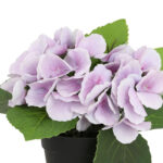 Dirbtinė gėlė GARDEN H18cm, violetinė hortenzija su vazonu - Image 2