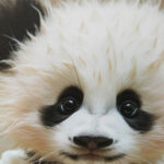 Sienų meno kūrinys WALLY 40x50cm, mažoji panda - Image 2